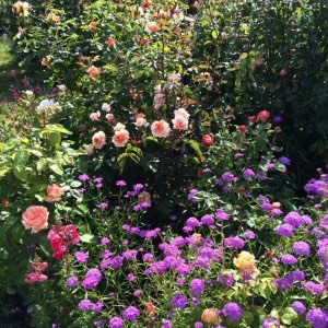 Garden flowers